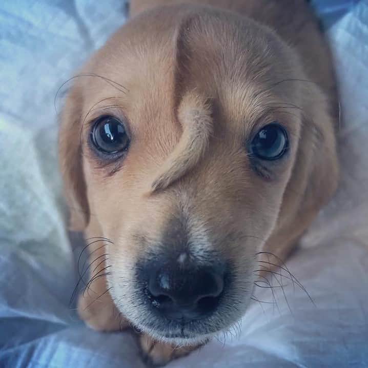 ティモシー・サイクスのインスタグラム：「Repost from @karmagawa A 10-week-old abandoned puppy with a secondary tail, in the middle of his head, has been taken in by the @macthepitbull animal rescue center in Missouri. Staff at Mac's Mission, which is predominantly for animals with special needs, have called the puppy Narwhal. They‘ve been told there was "no medical need to remove" the extra tail as it caused him no pain and the popularity of Narwhal on social media is helping raise awareness and money for the rescue center’s work. So, enjoy these beautiful pictures/videos of Narwhal and please share this post with your followers and tag dog lovers who need to see this in the comments and let’s all work together to raise even more awareness for incredible animal rescue centers like @macthepitbull that put so much time and effort into helping animals like this! #animalrescue #thisisme #doglovers #karmagawa」