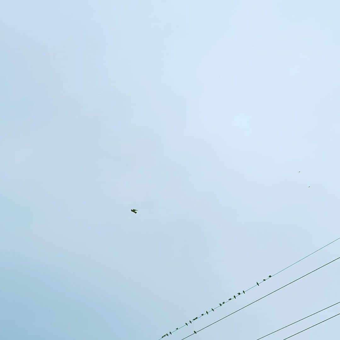 中野敬久さんのインスタグラム写真 - (中野敬久Instagram)「#sky #birds #flying #staying #lines #wire」11月14日 8時33分 - hirohisanakano