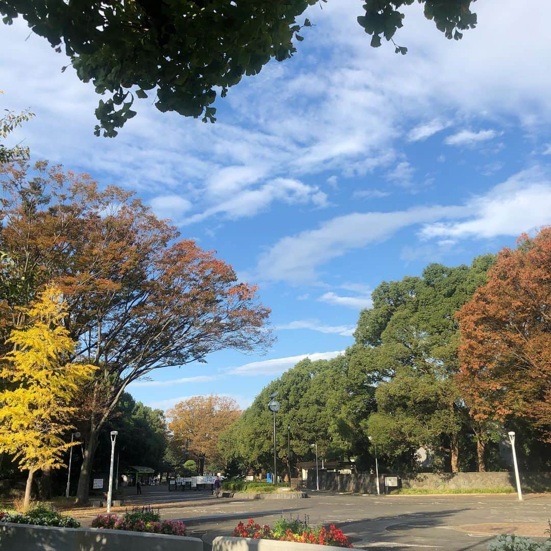 千吉良恵子さんのインスタグラム写真 - (千吉良恵子Instagram)「#代々木公園 でまずロケ #紅葉が始まってます🍁」11月14日 8時46分 - chigirakeiko