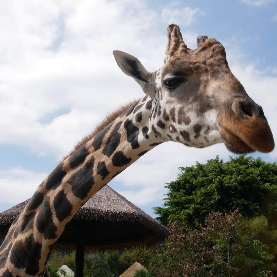 東野幸治さんのインスタグラム写真 - (東野幸治Instagram)「バリ島のサファリパークの動物達」11月14日 8時55分 - higashinodesu