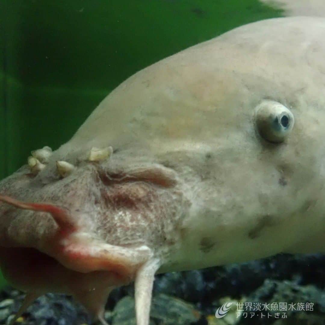 世界淡水魚園水族館 アクア・トト ぎふのインスタグラム：「個人的に「ぬぼ～」という擬音が頭に浮かんでくる、デンキナマズのアップです。  クリスマス水槽で脚光を浴びるデンキウナギだけが電気じゃない！ 意外と展示場所を知らない方もいらっしゃるようなので、ぜひ探してみてくださいね。２階にいますよ。」