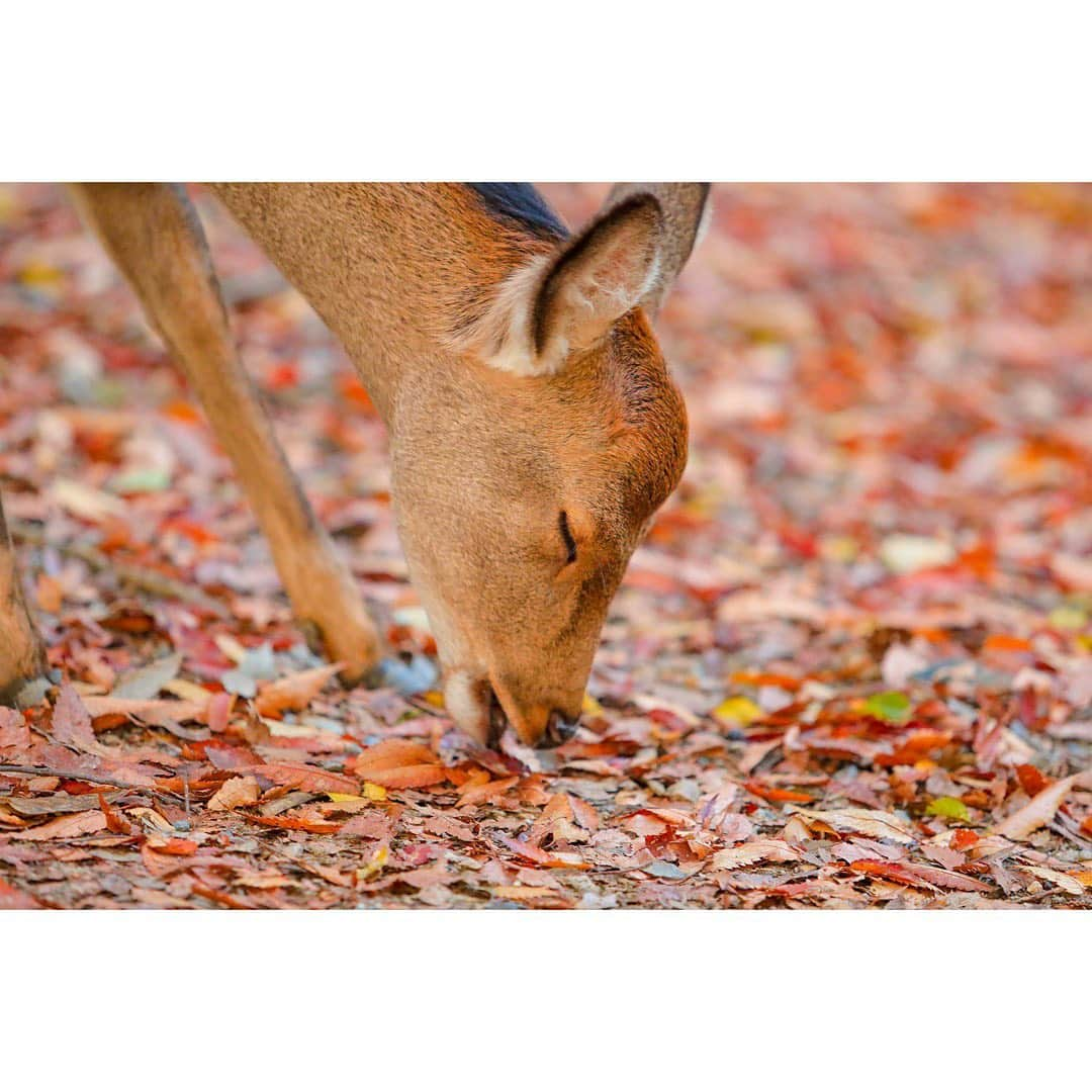 岩原大起さんのインスタグラム写真 - (岩原大起Instagram)「秋の鹿活 その1 . #奈良 #紅葉 #鹿 #秋 #わたしは奈良派  #奈良公園 #鹿活 #写真 #カメラ  #my_eos_photo #5dmark4 #関西  #photography #photo #japan #nara  #🦌 #🍁」11月14日 19時08分 - ytv_iwahara