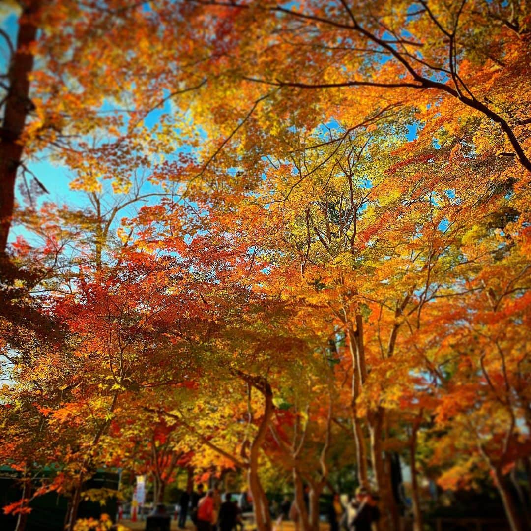 今野浩喜さんのインスタグラム写真 - (今野浩喜Instagram)11月14日 19時08分 - comnohiroki