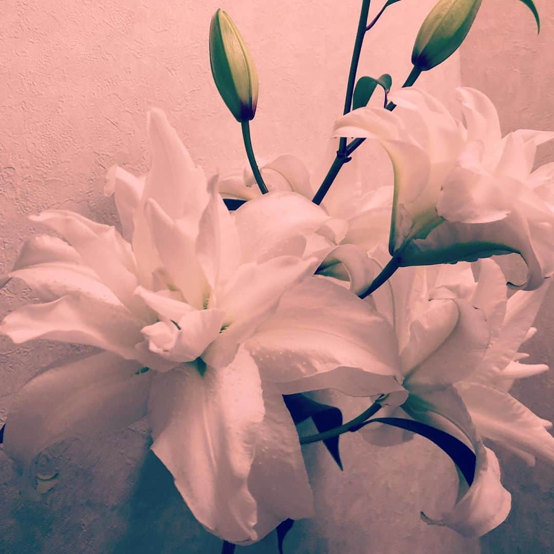 のインスタグラム：「#white#flower#calm#perfumed #美しいですね#目の前におかれると#みないではいられなくて#目隠しをとってみたら#視界がかわるかも#なんでもね  みっく🌼たよりになりますね」