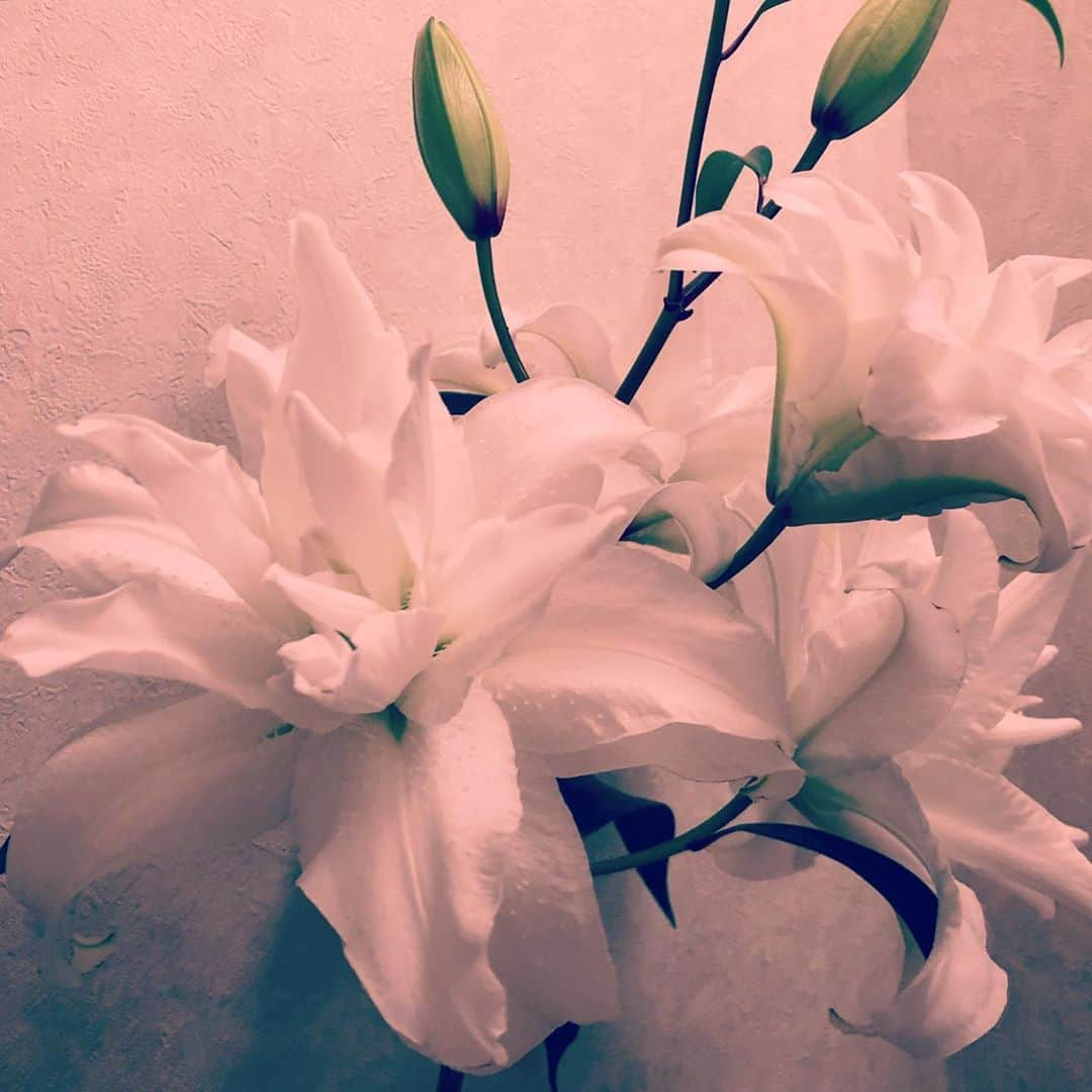 辻直子さんのインスタグラム写真 - (辻直子Instagram)「#white#flower#calm#perfumed #美しいですね#目の前におかれると#みないではいられなくて#目隠しをとってみたら#視界がかわるかも#なんでもね  みっく🌼たよりになりますね」11月14日 19時42分 - naoko.ts