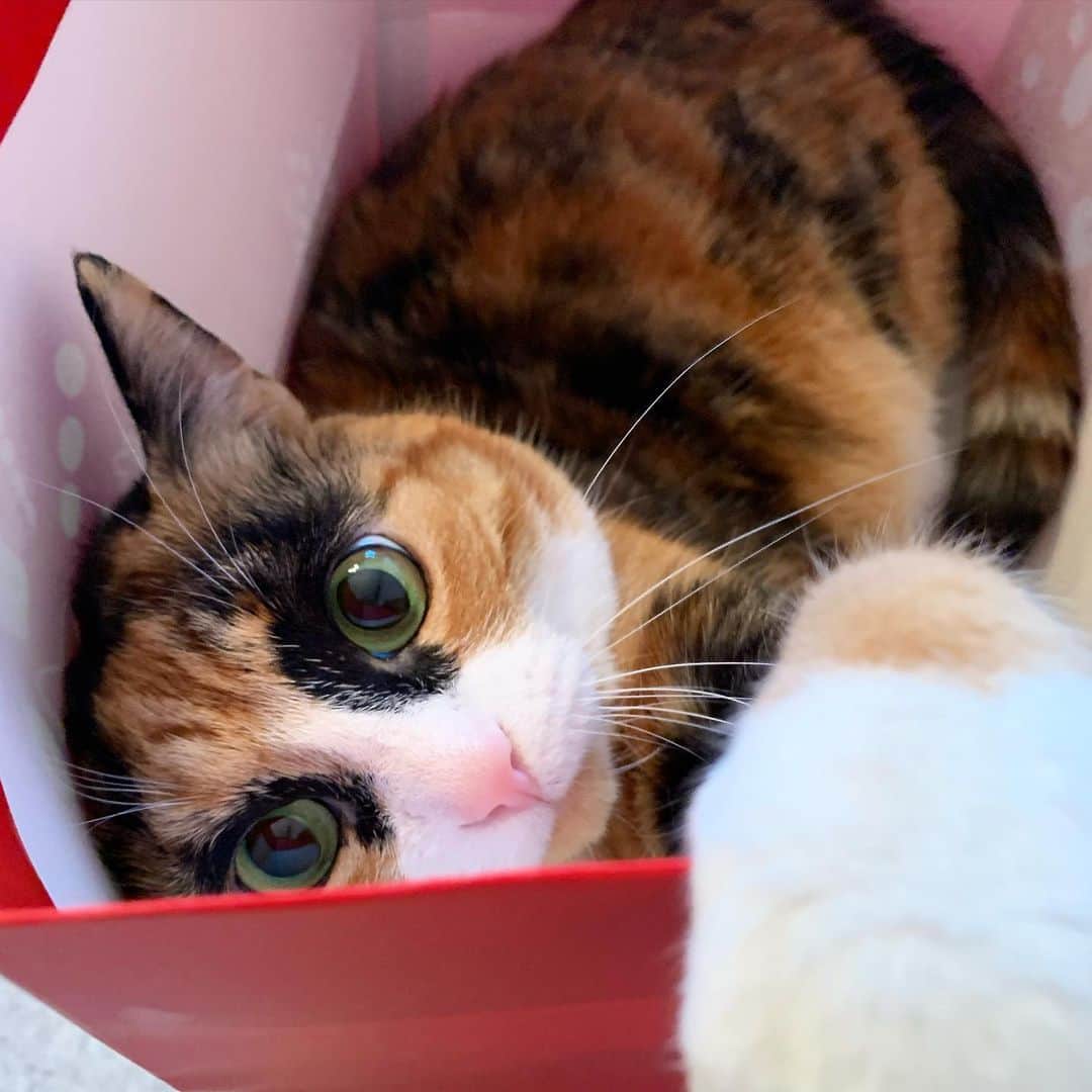 のインスタグラム：「How cute am I in my bag?!」