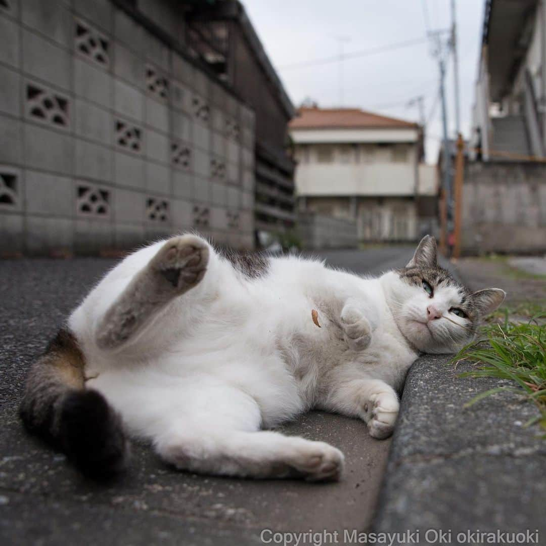 Masayukiさんのインスタグラム写真 - (MasayukiInstagram)「即席の枕。  #cat #ねこ #全国一斉肉球検査」11月14日 11時26分 - okirakuoki