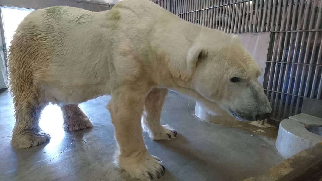 のインスタグラム：「シロクマ。  至近距離。  デカっ。  #東山動植物園#zoo#animal#シロクマ」