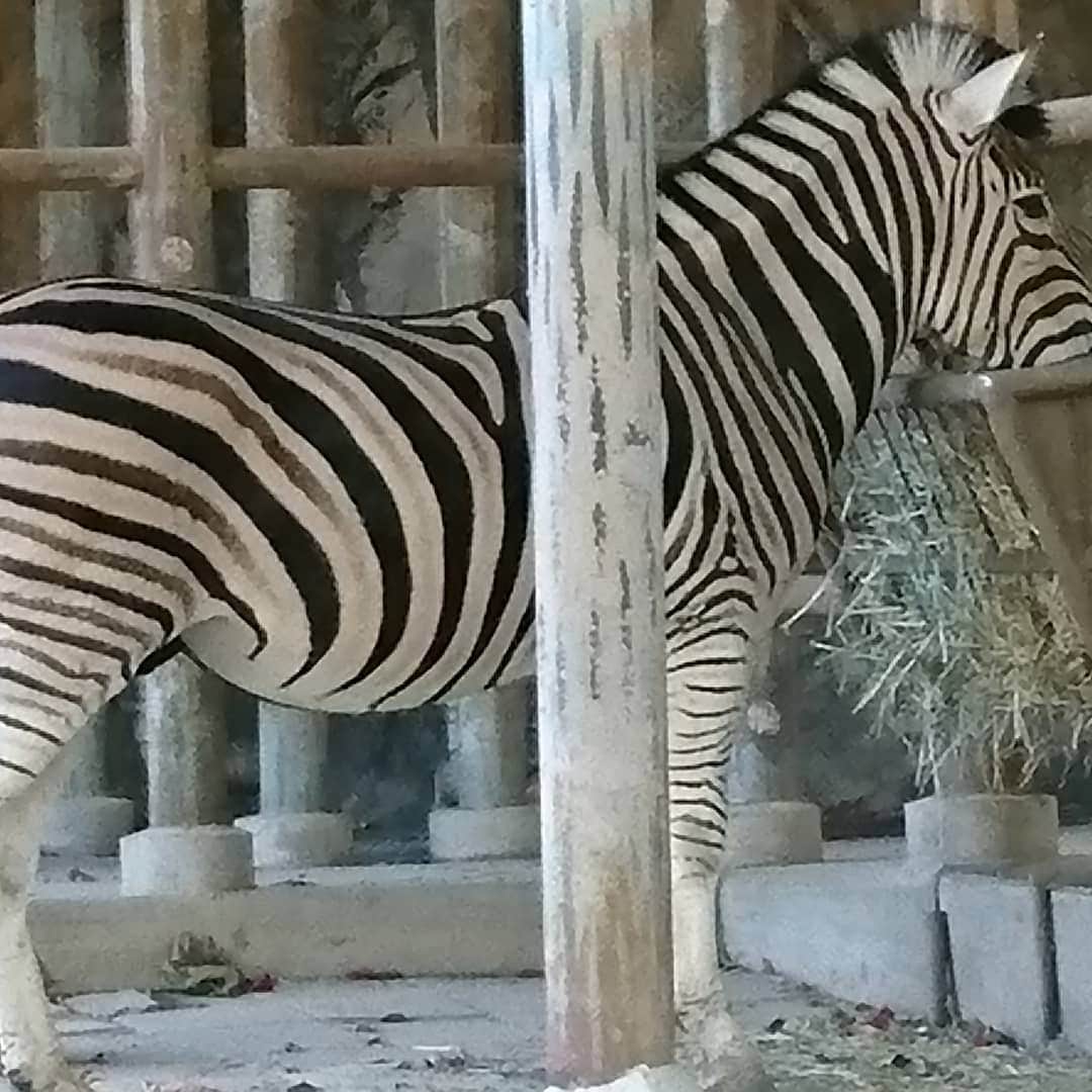 丹野みどりさんのインスタグラム写真 - (丹野みどりInstagram)「ゼブラ柄のファッション小物がありますが、本物は実に美しい。  #東山動植物園#zoo#animal#zebra#美しい」11月14日 11時55分 - midorimarron
