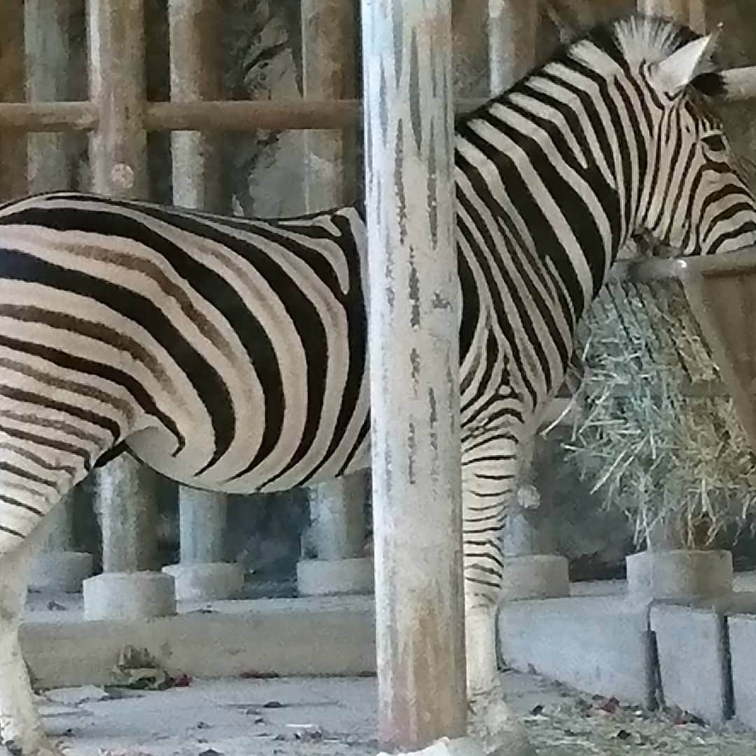 のインスタグラム：「ゼブラ柄のファッション小物がありますが、本物は実に美しい。  #東山動植物園#zoo#animal#zebra#美しい」