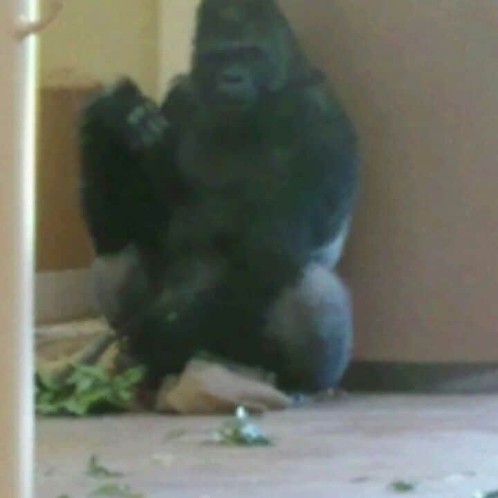 のインスタグラム：「では、動くシャバーニです。  #東山動植物園#イケメン#ゴリラ#シャバーニ#動画#zoo#animal」