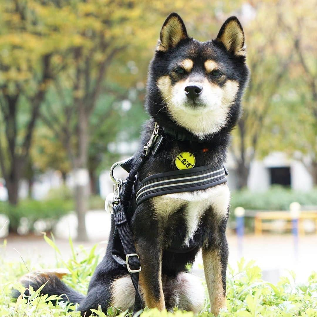 黒豆柴こむぎさんのインスタグラム写真 - (黒豆柴こむぎInstagram)「物思いにふけっている(風)のボク🍁🍂ボクは、来月には6歳になるからね〜。色々思うところがあるんだよ、なーんて😝2019.11.14  2020年黒豆柴こむぎの壁かけカレンダー🗓の予約受付中‼️プロフィールから、予約専用サイトに飛べるよ。ぜひ、ボクのカレンダーで新年を迎えてね😉  Komugi’s wall calendar pre-order now‼️ International shipping is available🌏🆗 Please check the link in my profile.  #黒豆柴こむぎカレンダー #物思いにふける #黒豆柴 #豆柴 #黒柴 #黑柴 #柴犬 #柴 #まめしば #しばいぬ #mameshiba #kuroshiba #shibainu #shiba #shibalove #shibalovers #shibastagram #shiba_snap #shibasofinstagram #ふわもこ部 #pecoいぬ部 #いぬら部 #proudshibas #thedailyshibainu #ここ柴部 #いぬのきもち #todayswanko #rakutenpet #9gagcute」11月14日 12時14分 - komugi_1207