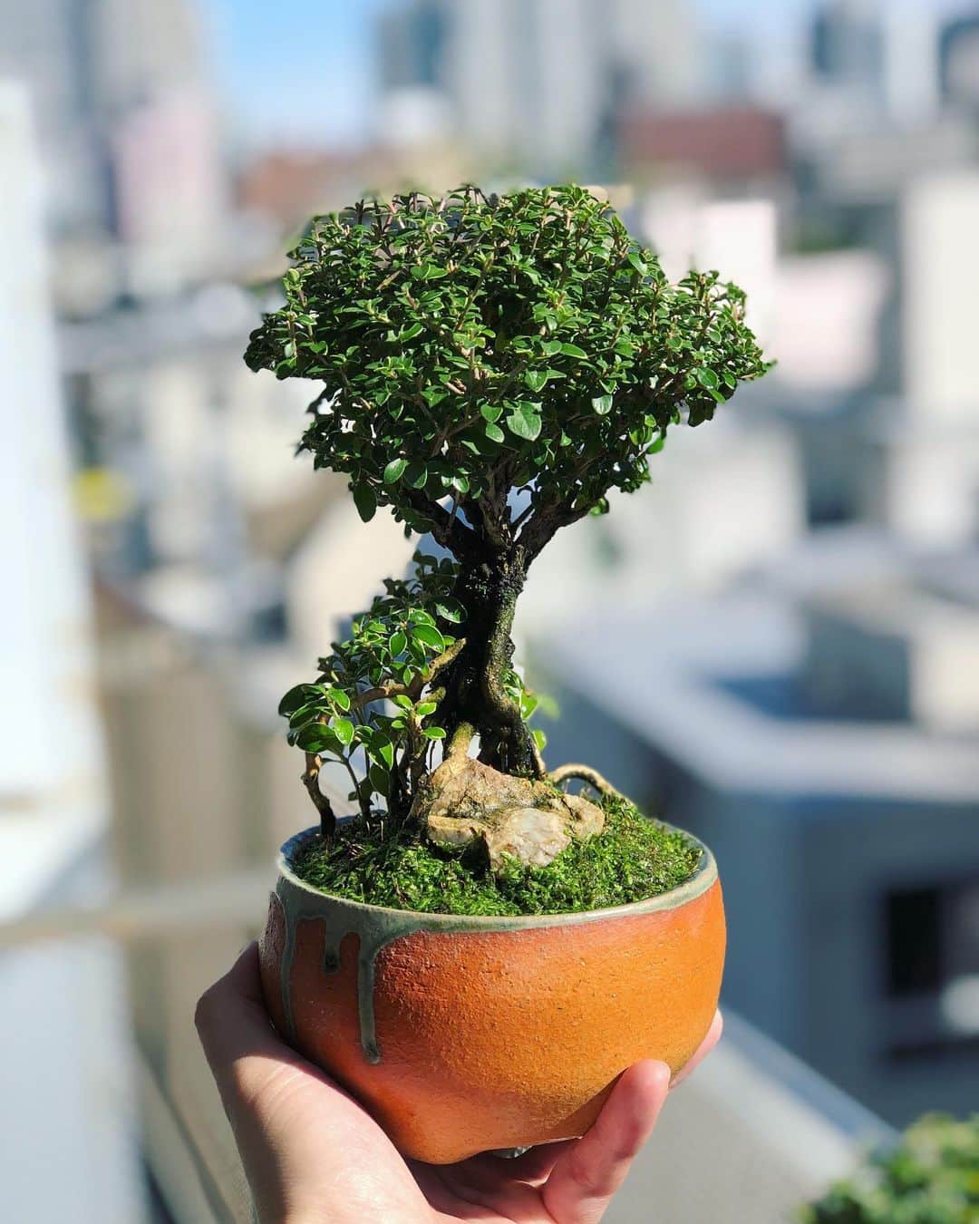 金成公信のインスタグラム：「最高やん🌳 #盆栽 #bonsai #bonsaijapan #japanesebonsai #wabisabi #bonsailovers #bonsailife #bonsaitree #bonsaiart #bonsaigram #bonsaiworld #plants #tree #greenlife #greenlifestyle #苔 #moss」
