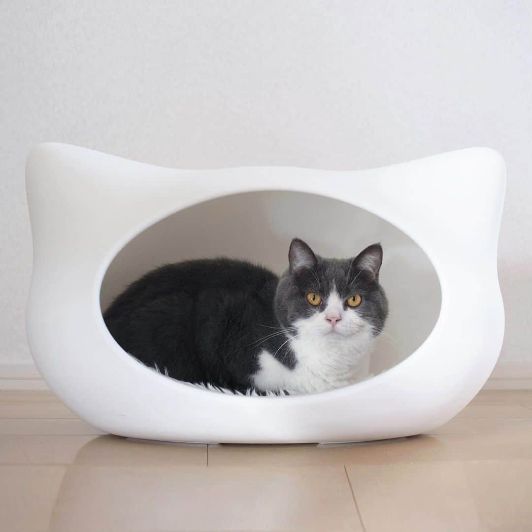 guremikeのインスタグラム：「#cat #cats #neko #cute #lovely #kawaii #natural #simple #catlife #catlovers #catoftheday #catsofinstagram #photooftheday #catstagram #猫 #猫のいる暮らし #ねこ #ねこすたぐらむ」