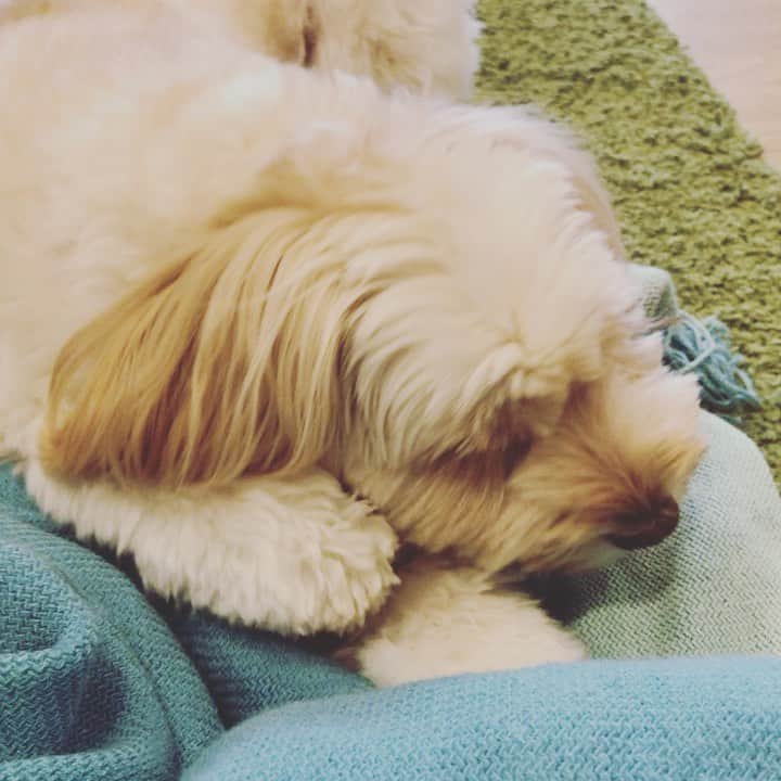北山陽一のインスタグラム：「夢中だなあと思って撮ってみたら…  #きたやまおもち」