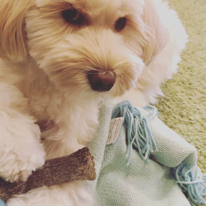 北山陽一のインスタグラム：「なんすか？みたいな顔された。撮られんのいやなんかな。#きたやまおもち」