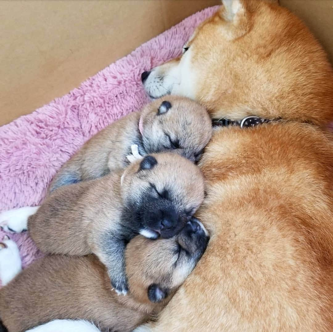 柴犬たま Shibainu Tamaのインスタグラム