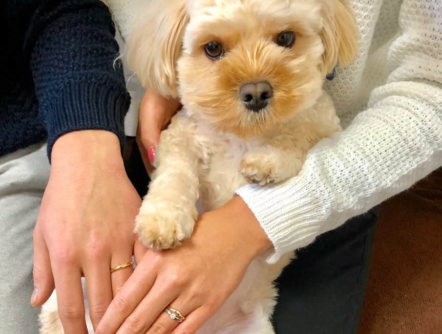 宮川杏奈さんのインスタグラム写真 - (宮川杏奈Instagram)「うちのニーゴ様が 明日で4歳になります🐶💕 . おっきくなったなぁぁぁ😭😭😭 .  #ペット #犬 #ぬいぐるみ説 #犬のいる暮らし  #ペットのいる生活  #いぬすたぐらむ  #ペキプー #ペキニーズ #プードル #我が子は可愛い #毛むくじゃらの息子 #お犬様 #自分を犬だと思ってない #それがいい #ニーゴ #25 #neego #ペットは家族 #犬好きな人と繋がりたい  #犬なしでは生きていけません会」11月14日 14時32分 - an1221na