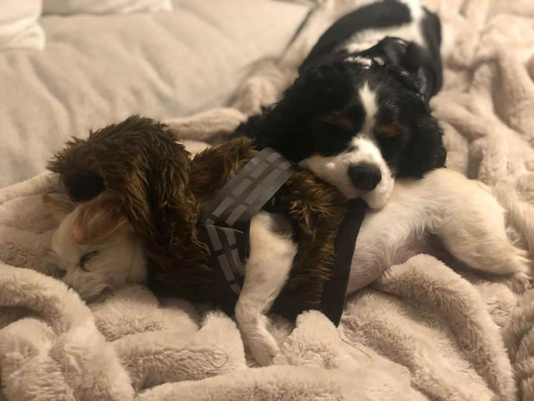 オリヴィア・マンさんのインスタグラム写真 - (オリヴィア・マンInstagram)「My little wookie and his brother Chance. #shelterpet @shelterpetproject @maddiesfund @humanesociety @adcouncil #shelterpetproject #starwars #wookie #dog」11月14日 15時21分 - oliviamunn