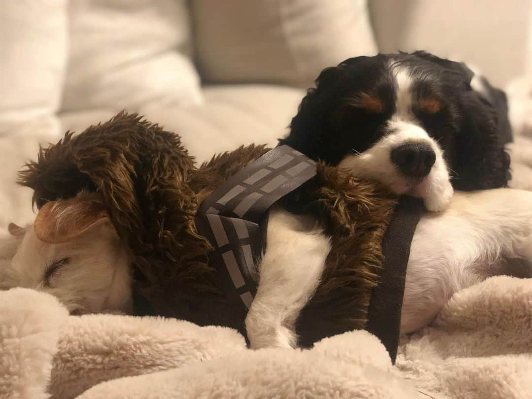 オリヴィア・マンさんのインスタグラム写真 - (オリヴィア・マンInstagram)「My little wookie and his brother Chance. #shelterpet @shelterpetproject @maddiesfund @humanesociety @adcouncil #shelterpetproject #starwars #wookie #dog」11月14日 15時21分 - oliviamunn