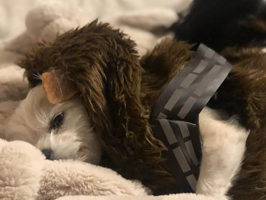 オリヴィア・マンさんのインスタグラム写真 - (オリヴィア・マンInstagram)「My little wookie and his brother Chance. #shelterpet @shelterpetproject @maddiesfund @humanesociety @adcouncil #shelterpetproject #starwars #wookie #dog」11月14日 15時21分 - oliviamunn