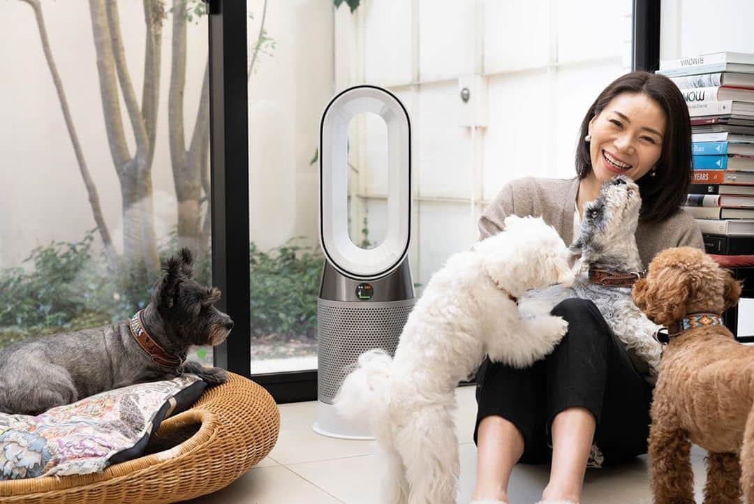 のインスタグラム：「・ 犬たちとの生活で家具や寝具に関して「気にしない！」がモットーな我が家ですが、臭いだけは「気にしない」とはいかないのが現実でした。 ・  そこに現れたのが、大好きな、大好きなダイソン空気清浄ファンヒーター。 ダイソンラバーを公言している私としては、待ってましたー‼︎‼︎‼︎‼︎と、ガッツポーズをした製品を一足先に試す機会をいただきました。 (本当に嬉しくてダイソン本社前で記念にセルフィーしたくらい) ・ ・ ちょうどハナちゃんがいた時期だったので、まずは空気清浄機能を試してみましたが、ハナちゃんが早朝にウンチ(びっくりするレベルの量)をしていても、リビングに臭いなし‼︎‼︎‼︎ な、感動的な朝を迎えられました👏🏻👏🏻👏🏻 (ハナちゃんママ @mumother にも教えてあげたい😂) ・ さらにこれ、なんとファンヒーター・扇風機でもあるんです！空気清浄機だけでも感動していたのに、350度回転するファンで部屋中が快適に。 ・ 今の時期、まだ日中は日差しが入ると暑いくらいのリビングでは、ゆるく涼しく、夜は寒くなるからゆるく暖かくと、どちらにも使えるから、とても便利！！ ・ ダイソンありがとう。 やっぱりダイソンが大好きです。 ・ ・  あ！あと、夜は犬たちと一緒に寝ているのですが、毎日シーツやカバーを洗濯できないので、ファブリックについた臭いで寝室の空気が篭っている感じがしていたのですが、空気清浄機を使ったら、部屋の空気が綺麗になった感じがしたのも気持ちよかったです！ ・ ・  ダイソンありがとう。 軽くて持ち運びがノンストレスだったよ！ ・ ・  詳しい高機能については @sippo_official で取材してもらった記事が公開されたので、ぜひ読んでみてください！ ペットの臭い、ハウスダスト、花粉、PM2.5などが気になる人は、 ダイソンを検討するのはいいかもしれません。 ・ ・ 私の快適な日常生活に欠かせないダイソン。 最高でした！ ・ ・ ・ #1番嬉しそうなのは #保護犬vivienne  #ダイソンのシール加えてはしゃいでる 😂 #ダイソン #Dyson  #ダイソン空気清浄機  #ダイソンピュア  #sippo #PR」