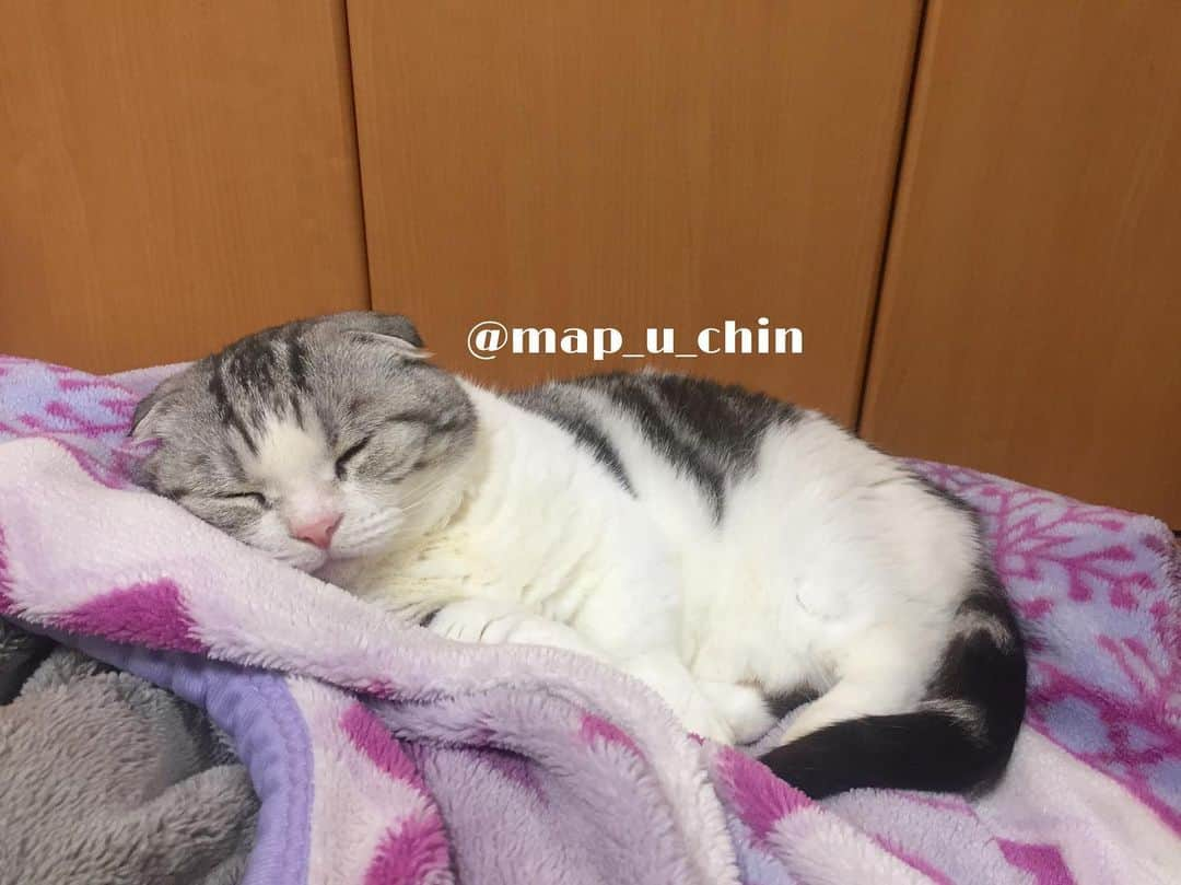 まっぷーちんのインスタグラム：「布団でぬくぬくしてます😴  #猫 #ねこ #cat #マンチカン #短足マンチカン #折れ耳マンチカン #manchkin」