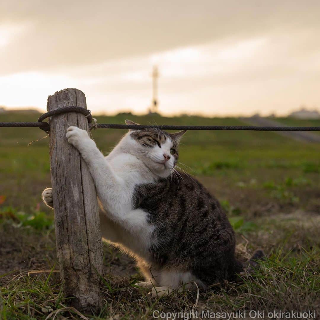 Masayukiさんのインスタグラム写真 - (MasayukiInstagram)「ウィンク爪とぎ。  #cat #ねこ」11月14日 16時52分 - okirakuoki