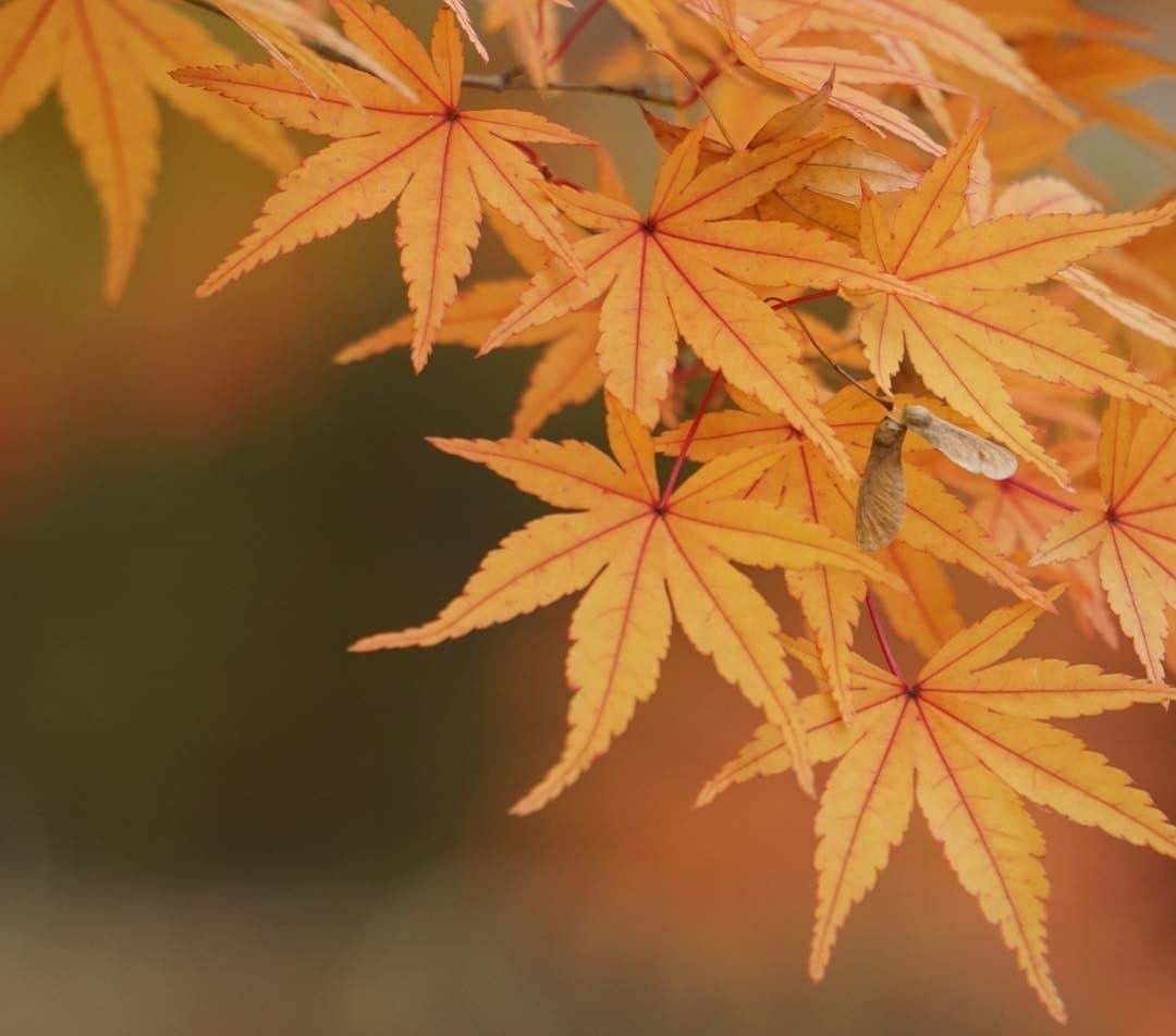 KANEBO OFFICIALさんのインスタグラム写真 - (KANEBO OFFICIALInstagram)「DEEPENING COLORS 日毎に深まりゆく美しさ。 Celebrate autumn foliage. 写真提供：@3376_____10_______mo #lifestyle #leaves #nature #sky #natural #green #fallenleaves #refresh #mountains #beautiful #relax #japan #autumn #リフレッシュ #落ち葉 #贅沢な時間 #自然 #癒し #四季を楽しむ #豊かな生活 #丁寧な暮らし #四季 #景色 #秋 #もみじ #日本の秋 #紅葉 #日本の風景  #kaneboglobal #kanebo」11月14日 17時30分 - kaneboofficial