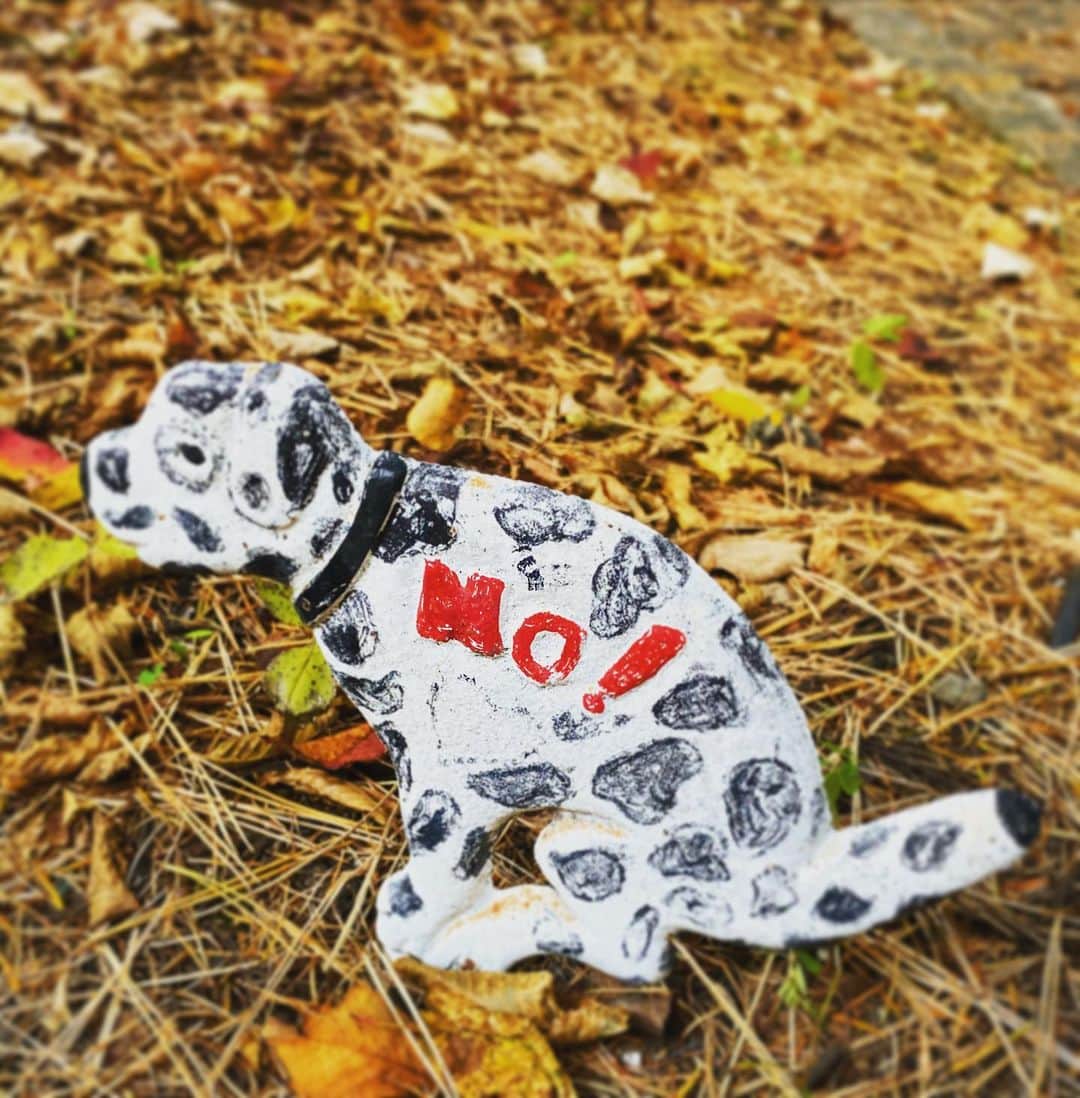 高岡早紀 さんのインスタグラム写真 - (高岡早紀 Instagram)「お散歩中に、こんな可愛らしい子に出逢ったよ。。 #dalmatian  #お散歩」11月14日 17時36分 - saki_takaoka