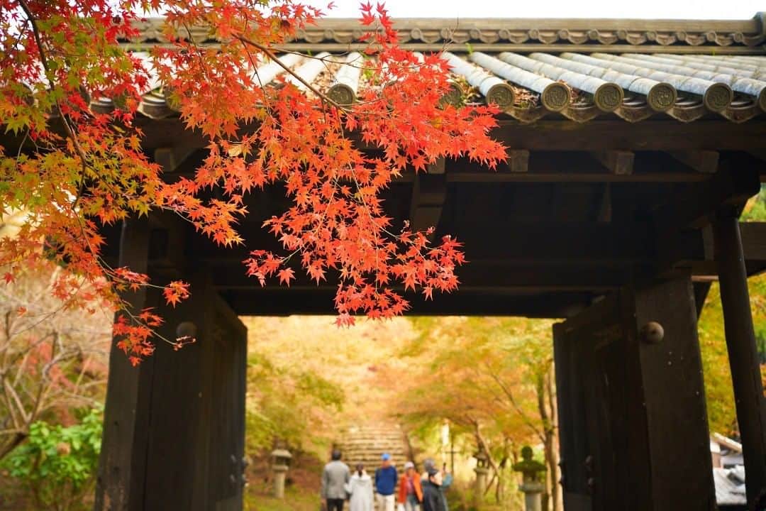 Birthplace of TONKOTSU Ramen "Birthplace of Tonkotsu ramen" Fukuoka, JAPANさんのインスタグラム写真 - (Birthplace of TONKOTSU Ramen "Birthplace of Tonkotsu ramen" Fukuoka, JAPANInstagram)「Looking for a nice place for autumn colored leaves in Fukuoka? Then go for Akizuki Castle Ruins. ©Fukuoka Prefecture Tourist Association #fukuoka_tonkotsu #ilovefukuoka #fukuokalover #akizukicastle #fukuoka #colouredleaves #秋月城跡」11月14日 17時48分 - goodvibes_fukuoka