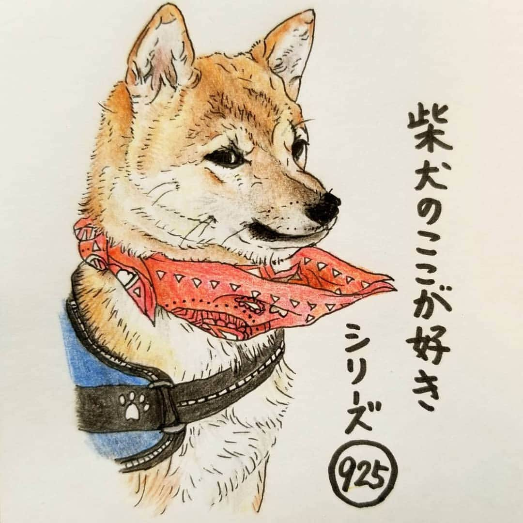 ハナとソラさんのインスタグラム写真 - (ハナとソラInstagram)「* #ここ柴部 『柴犬のここが好きシリーズ925』 気づくと バンダナが上向きに反っているとこ。  おやつをこぼさない用かな？  これはこれでオシャレね✨✨ * No.925 “Avant-garde bandanna✨” * モデルは @mameshiba_simba_123 さんとこのシンバくんです💕 #柴犬のここが好き #favoritepartsofshibainu #illustration #illustgram #dogart #drowing #shibastagram #shibainu #colorpencil #柴犬 #イラスト #いらすとぐらむ #しばすたぐらむ #色鉛筆 #バンダナ #柴公園イラスト」11月14日 17時50分 - nsdikm_hanasora