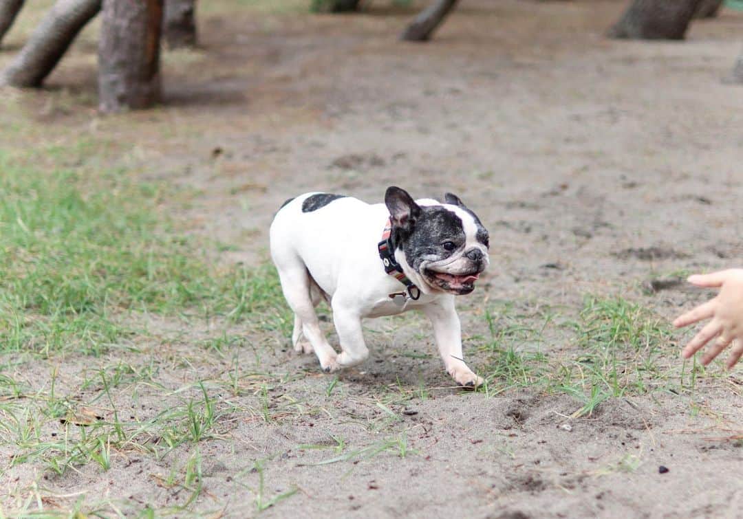 のインスタグラム：「フレンピーだよ🐶最近寒いね〜でもボクは走る〜家族が待っている限り〜！ * #フレブルライフ#フレンチブルドッグ#フレブル#フレンチブル#ブヒ#フレンピー#レジェンドブヒ#frenchbulldoglife#BUHI#frenchbulldog#frenchie#dog#FBL#멍스타그램#프렌치불독#SpoiledFrenchie#frenchiephotos#daily_frenchie#frenchies1#法斗#法鬥#法国斗牛犬」