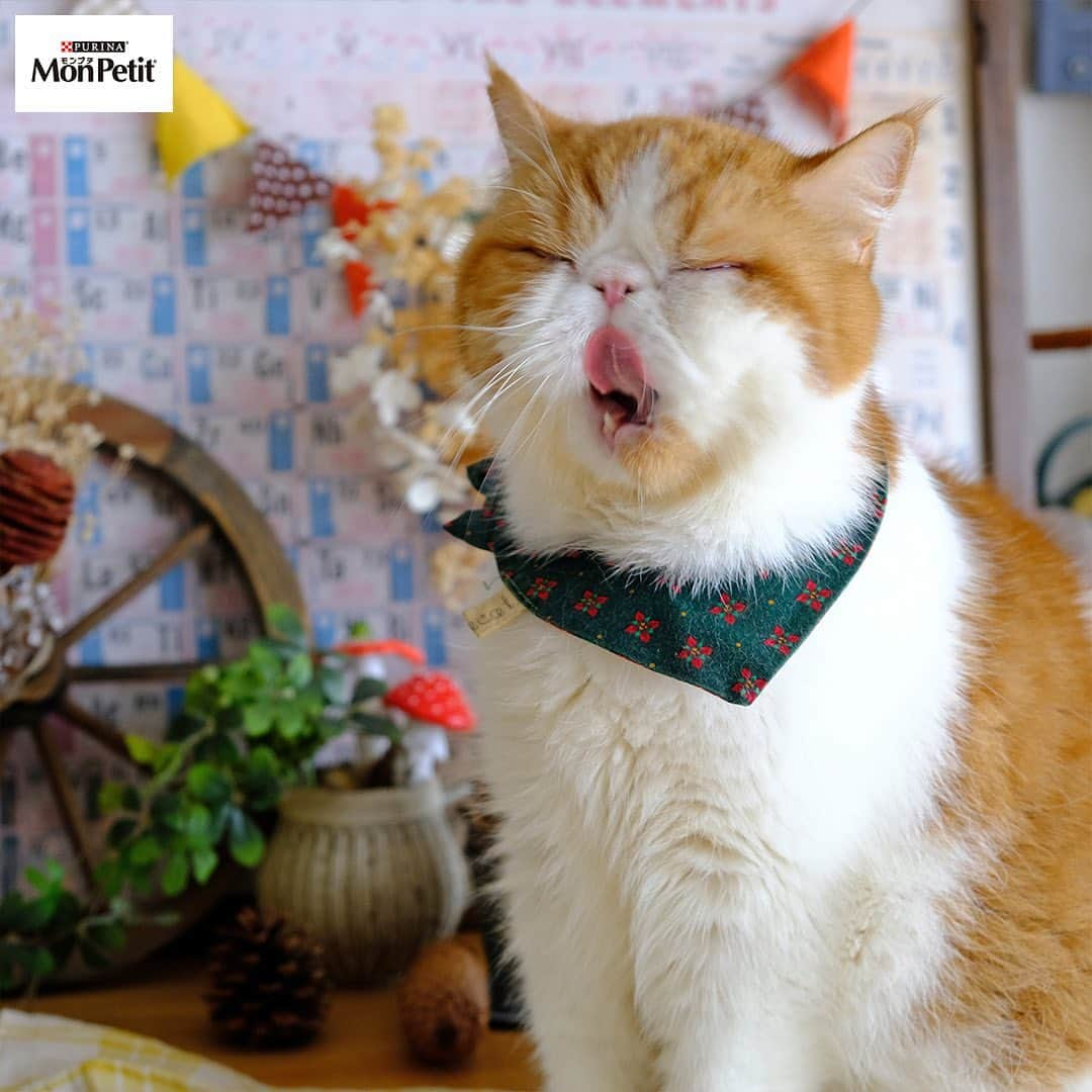 Purina Mon Petit Japanのインスタグラム：「今日のおやつもペロリと完食😋﻿ おいしかったニャー😽と心の声が聞こえてきそうですね💕﻿ ﻿ ネコちゃんを大満足の表情にさせるのは、﻿ 「モンプチ」から発売のこの秋の新製品🎁﻿ 🌈"クリスピーキッス グレインフリー"🌈﻿ 良質な動物性たんぱく質をたっぷり含んだ﻿ アミノ酸バランスの優れた卵を使用🐔﻿ ネコちゃんのからだにも優しい素敵なおやつです✨﻿ ﻿ あなたとネコちゃんに﻿ ハッピーな秋が訪れますように🌠﻿ ﻿ -------------------------------------﻿ ﻿ #モンプチ #クリスピーキッス #グレインフリー #キャットフード #にゃんすたぐらむ #ねこすたぐらむ #にゃんだふるライフ #ねこ部 #猫部 #にゃんこ部 #猫好き #猫大好き #猫がいる生活 #猫のいる暮らし #猫好きな人と繋がりたい #猫好きさんと繋がりたい #猫の気持ち #猫用品 #猫と暮らす #猫写真 #猫のおやつ #おやつ #ティータイム #おやつの時間 #ギフト #贈り物 #秋の訪れ #neko #cat #cats」