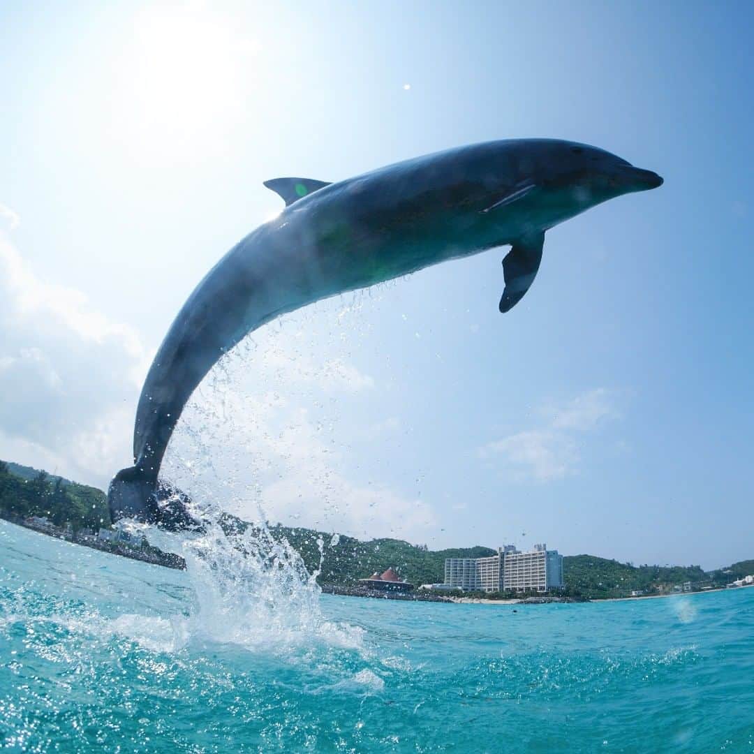 のインスタグラム：「. #イルカ #ドルフィン #沖縄 #リゾート #ホテル #ルネッサンスリゾートオキナワ #dolphin #okinawa #resort #hotel #renaissanceokinawaresort #renhotels」
