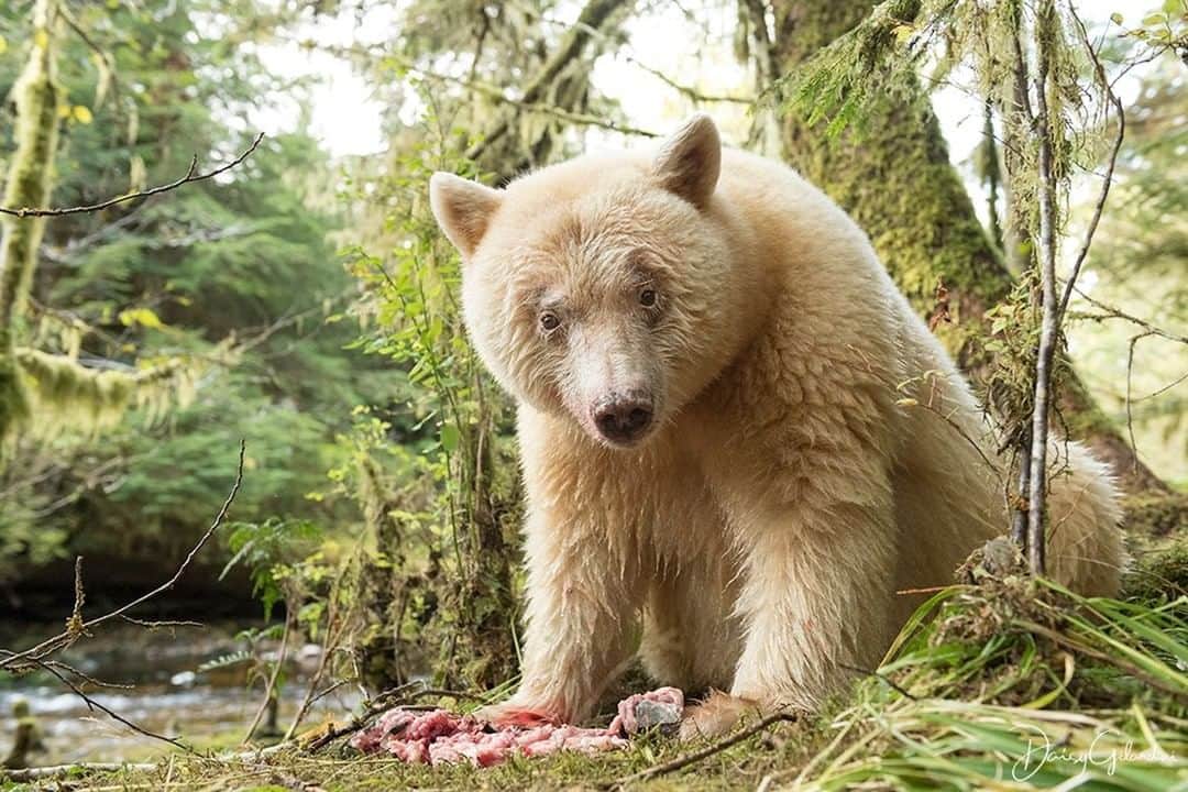 National Geographic Travelさんのインスタグラム写真 - (National Geographic TravelInstagram)「Photo by @daisygilardini | The Kermode bear is one of the rarest bears in the world. Due to a unique recessive gene, this subspecies of the American black bear has white or cream-colored fur.  Just 400 to 1,000 individuals are believed to remain in the Great Bear Rainforest, a 400-kilometer-long corridor along Canada’s west coast. This unique ecosystem where everything is interdependent needs protection. Salmon are the natural link that connects the forest to the ocean through their cyclical spawning seasons. Bears will catch a fish and then drag it into the forest to eat. Birds and other mammals feed on the remains, while marine nutrients, along with the bear’s droppings, help fertilize the forest soil. Follow me @DaisyGilardini for more images and stories behind the scenes. #bear #kermodebear #spiritbear #BritishColumbia #GreatBearRainforest」11月14日 18時08分 - natgeotravel