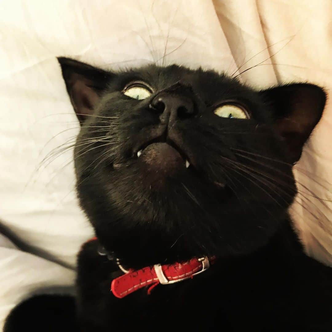 ミランダ・オットーさんのインスタグラム写真 - (ミランダ・オットーInstagram)「Thursday mood - Fangs. 🧛‍♂️ 😈😻#wokeuplikethis #letstussle #fangs #princeandvelvet」11月15日 4時58分 - miranda.otto