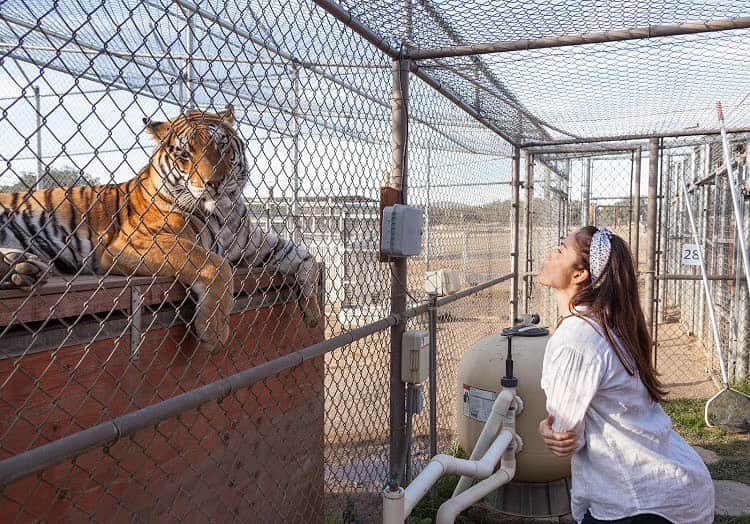 ミンカ・ケリーさんのインスタグラム写真 - (ミンカ・ケリーInstagram)「repost @action4ifaw  IFAW ambassador @MinkaKelly toured @lionstigers_andbears—an accredited "no kill, no breed, no contact" wildlife sanctuary in Alpine, California—to help us highlight the makings of a true sanctuary.⁠⠀ ⁠⠀ Lions Tigers & Bears provides a safe haven for abused and abandoned exotic animals and advocates to end the exotic animal trade. Unlike pseudo-sanctuaries, which seek to profit from wild animals, Lions Tigers & Bears does not use their animal residents for commercial purposes. They also do not breed their animals and do not allow public contact with them. Cub petting and photo ops with wild animals are dangerous practices that put people at risk and are inhumane for the animals which are often drugged, declawed/defanged, or taken from their mothers at a young age.⁠⠀ ⁠⠀ Minka met the residents of Lions Tigers & Bears (from a safe distance!), like Maverick the tiger and Baloo the moon bear. All have spacious, enriching habitats, nutritious diets, and quality veterinary care utilizing the highest safety standards.⁠⠀ ⁠⠀ She also helped advocate for an incredibly important bill—the Big Cat Public Safety Act. Reflecting broad public support for safeguarding tigers, lions, leopards, and other big cats, Congress is considering legislation that would bring an end to the private ownership of dangerous wild cats in the U.S. ⁠⠀ ⁠⠀ If this bill passes, it would help keep big cats out of the hands of unscrupulous breeders, pseudo-sanctuaries, and roadside zoos. Tap the link in our bio to send a note to your members of Congress letting them know that you support this bill. You can view Minka's trip to Lions Tigers & Bears in our Story Highlights—stay tuned as she continues to support IFAW + big cats!⁠⠀ ⁠⠀ Photo: Alexis Embrey action4ifaw . . . . . #peopleandplanet #protectnature #lionlove #bigcatsofinstagram #wildanimals #africanlion #wildlife_vision #tigerlover #wildlife_inspired #wildlifeonearth #amazingwildlife #savetigers」11月15日 4時58分 - minkakelly