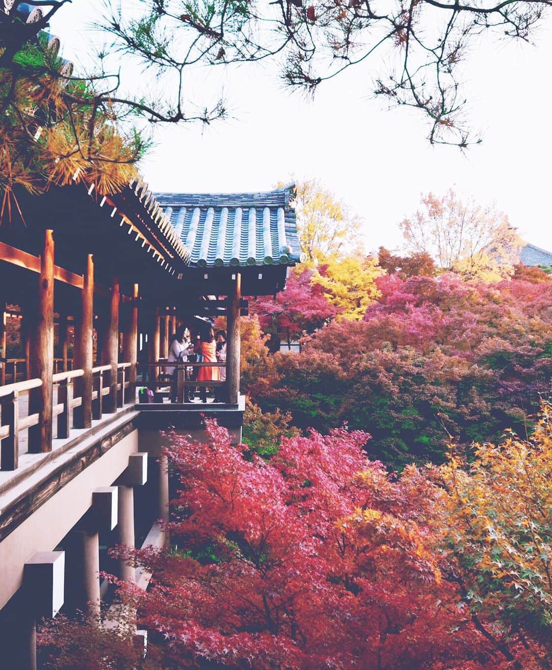 masayaさんのインスタグラム写真 - (masayaInstagram)「Tofukuji temple Kyoto  東福寺こちらは2014年」11月14日 20時33分 - moonlightice