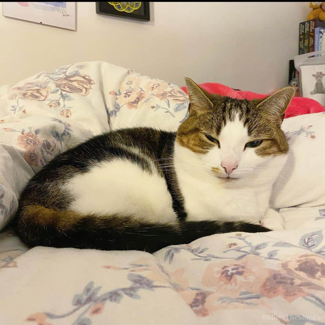 Misty The Moggieのインスタグラム：「Even Misty is astonished I’m awake so early」