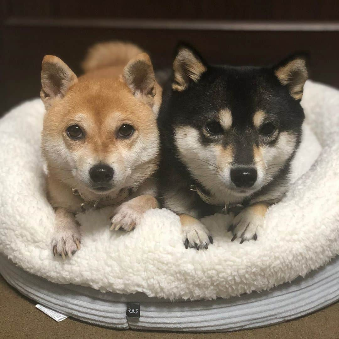 豆柴なつ&ふゆさんのインスタグラム写真 - (豆柴なつ&ふゆInstagram)「We're snug in bed😊❤️ Nウォームでぬくぬく😊❤️ #ベッド #bed #ニトリ #nウォーム  #nウォームペットベッドpeco #柴犬#豆柴#mameshiba #shiba #shibainu #shibagram #todaysdog #柴犬マニア #shibalovers #instashiba #shibasofinstagram  #iloveshiba #犬ら部 #mofmo #犬バカ部 #instadog #dogstagram #dogsofinstagram #🐕📷 #しばいぬ #shiba_snap  #shibalove #ふわもこ部 #pecodogs #japanesedog」11月14日 20時45分 - mameshiba.natsuinu56