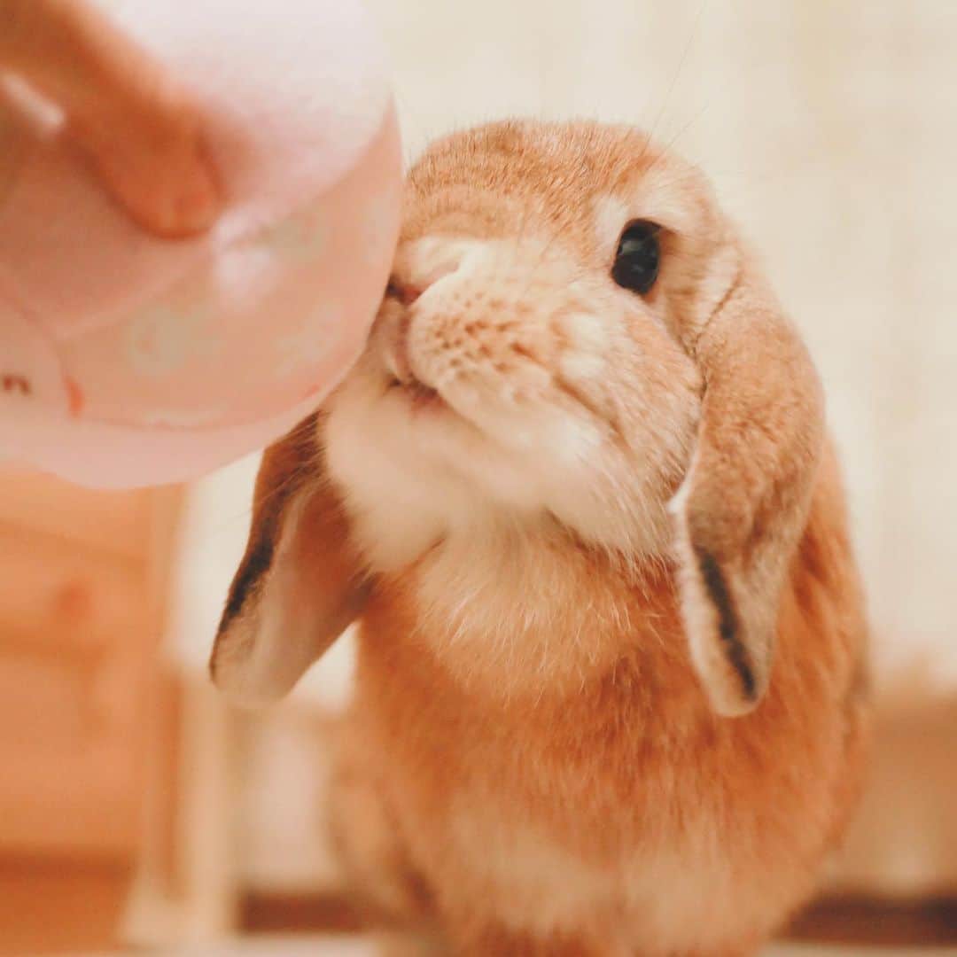 のインスタグラム：「いっときボールに関心なくなったけど、また最近興味持ち始めました😊 ひとりでおいかけっこする😂 ＊ ＊ ＊ #うさぎ #rabbit #bunny #ふわもこ部  #WeeklyFluff #igersjp  #tokyocameraclub #東京カメラ部  #神戸カメラ部  #bunnystagram  #うさぎ部 #ホーランドロップ #hollandlop  #ファインダー越しの私の世界 #art_of_japan #aoj_bokeh」