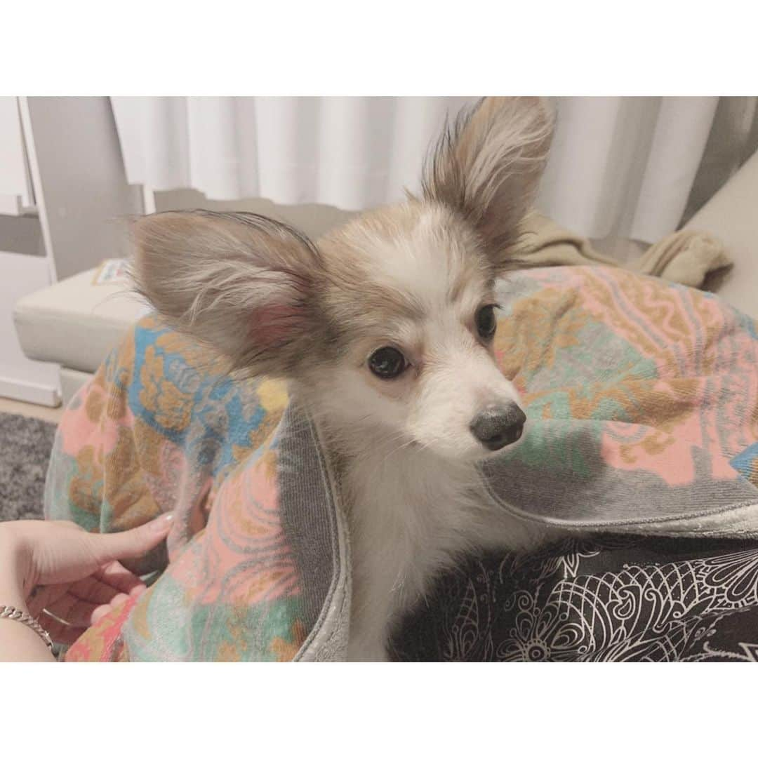 仲万美（Bambi Naka）さんのインスタグラム写真 - (仲万美（Bambi Naka）Instagram)「この子にツノをつけたらBambiになりそう Bambiの座を取られる恐れ有り。 #とんすけ #パピヨン #🐶 #🐰」11月14日 21時13分 - 615_bambi