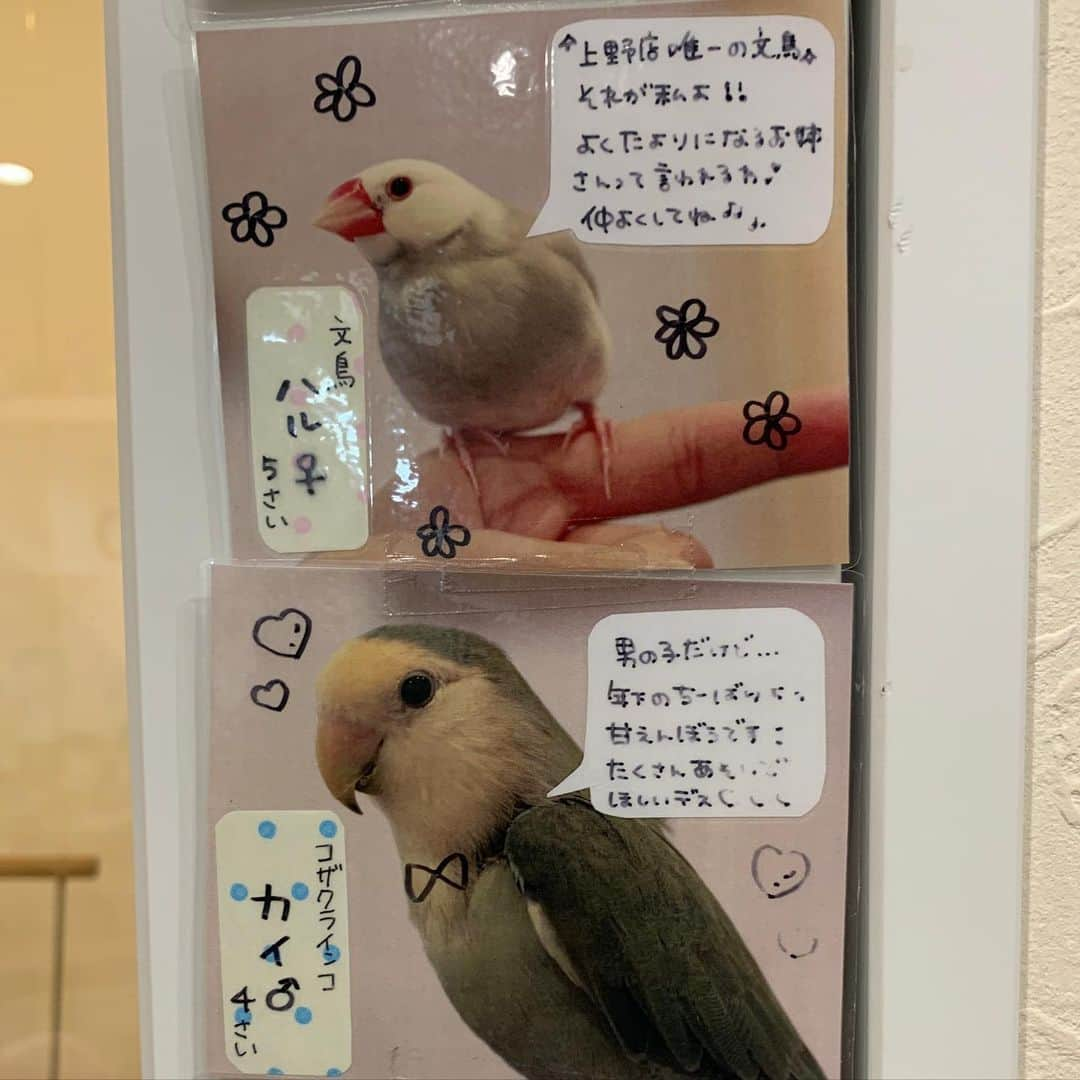 浜口順子さんのインスタグラム写真 - (浜口順子Instagram)「明日 11月15日は… #いいインコの日 ですね🦜 先日、#ことりカフェ上野本店 さんへ 癒しを求めに行ってきました❤️ ふれあいタイムもしてきましたよ❤️ 相手してくれたのは #コザクラインコ　のカイくん。 おとなしくて良い子でした❤️ 私が手を丸めてるのはカイくんが 私のネイルにびっくりしないように😅 カキカキしたかったけどできないから #ことりカフェ のスタッフさんにカキカキしていただきました❤️ 『あーそこです、そこです、そこかいてください』って顔が可愛い❤️ 明日はインコさんのお祭りや〜❗️ ことりカフェさん、すっごく癒しスポットなんでおススメします。 是非行ってみてくださいね〜❗️ … … #コザクラインコ好きな人と繋がりたい  #コザクラインコ好き  #インコ #ふわもこ #愛鳥 #モフ曜日 #元気 #男の子 #おめでとう #animal #コザクラインコ #インコ部 #ラブバード #ふわもこ部 #instabird #動物 #小桜インコ #動画 #japan #cute #bird #仲良し#鳥ガール　#愛鳥家」11月14日 21時15分 - hamaguchijunko