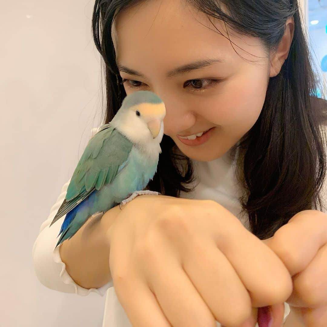 浜口順子さんのインスタグラム写真 - (浜口順子Instagram)「明日 11月15日は… #いいインコの日 ですね🦜 先日、#ことりカフェ上野本店 さんへ 癒しを求めに行ってきました❤️ ふれあいタイムもしてきましたよ❤️ 相手してくれたのは #コザクラインコ　のカイくん。 おとなしくて良い子でした❤️ 私が手を丸めてるのはカイくんが 私のネイルにびっくりしないように😅 カキカキしたかったけどできないから #ことりカフェ のスタッフさんにカキカキしていただきました❤️ 『あーそこです、そこです、そこかいてください』って顔が可愛い❤️ 明日はインコさんのお祭りや〜❗️ ことりカフェさん、すっごく癒しスポットなんでおススメします。 是非行ってみてくださいね〜❗️ … … #コザクラインコ好きな人と繋がりたい  #コザクラインコ好き  #インコ #ふわもこ #愛鳥 #モフ曜日 #元気 #男の子 #おめでとう #animal #コザクラインコ #インコ部 #ラブバード #ふわもこ部 #instabird #動物 #小桜インコ #動画 #japan #cute #bird #仲良し#鳥ガール　#愛鳥家」11月14日 21時15分 - hamaguchijunko