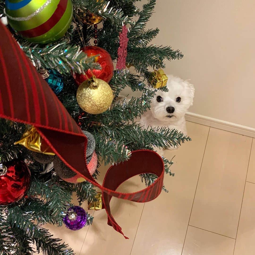 セロリさんのインスタグラム写真 - (セロリInstagram)「【4年ぶり】 4年ぶりにクリスマスツリーを出しました。 詳しくはブログにて紹介しています。 今年は笑顔でクリスマスを迎えられるといいな。 #maltese #マルチーズ #クリスマスツリー #クリスマス #すみっコぐらし #malteseofinstagram #maltese101 #malteser #malteseofficial #maltesedog #dog #instadog #dogstagram #dogoftheday #doglovers #instapet #adorable #ilovemydog  #ペット #わんこ #ふわもこ部 #犬のいる暮らし #いぬら部  #いぬすたぐらむ #peppyフォト部」11月14日 21時36分 - celeryrabbit