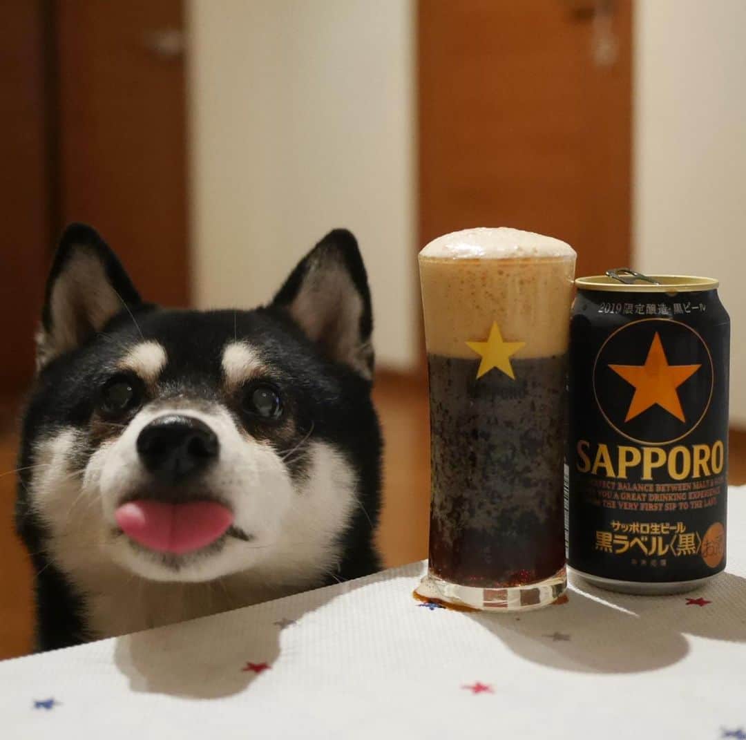 のインスタグラム：「本日もお疲れちゃんでした🍺 #お疲れちゃんビール #サッポロ黒ラベル黒 #2019限定醸造 #サッポロ黒ラベル #サッポロ生ビール黒ラベル黒 #サッポロ生ビール黒ラベル #黒ラベル #黒ラベル黒 #サッポロビール #sapporobeer #lovebeer #⭐️SAPPORO #黒柴 #柴犬 #和犬 #日本犬 #晩酌犬 #座敷犬 #シニア犬 #わんこと一緒 #わんこのいる暮らし #わんこのいる生活 #柴犬と一緒 #柴犬のいる暮らし #柴犬のいる生活 #わんだフォ #わんだふるjapan #チョイペロ #ちょいぺろ」