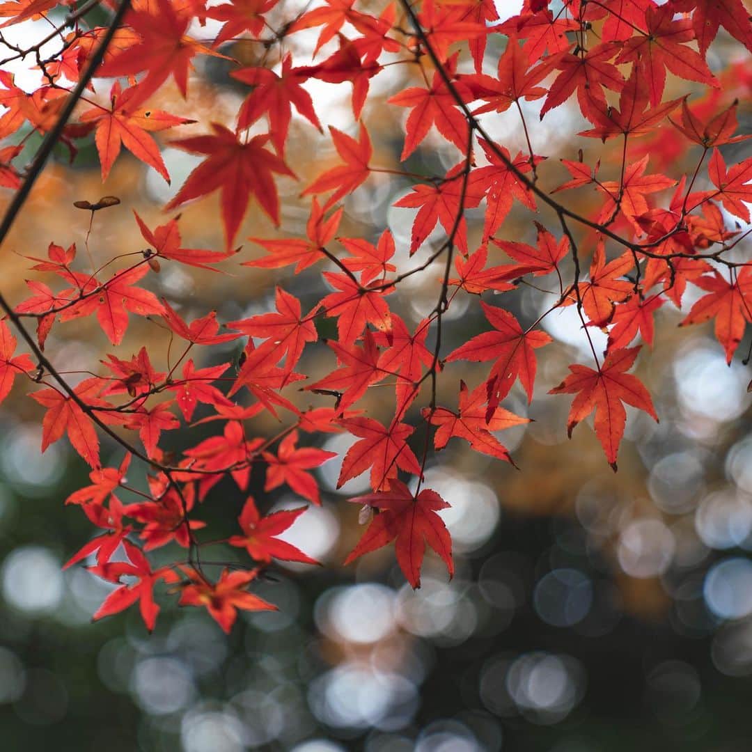 山口淳一さんのインスタグラム写真 - (山口淳一Instagram)「Autumn in Kyoto. 一気に寒くなってきました🍁 — #japan #kyoto #autumn #日本 #京都 #紅葉 #秋」11月14日 21時38分 - junichi_yamaguchi