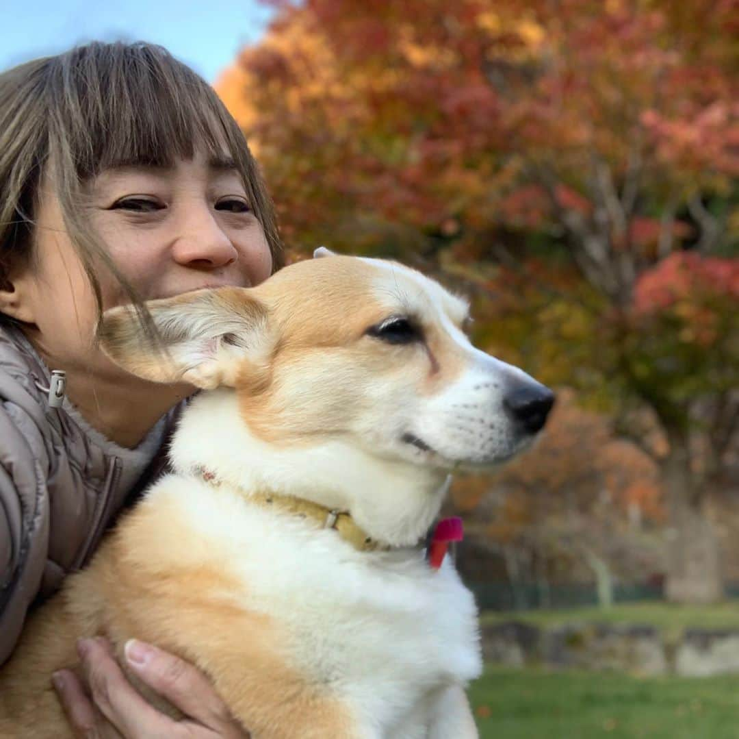 橋本志穂さんのインスタグラム写真 - (橋本志穂Instagram)「ギリギリセーフで　 紅葉狩りに間に合った❣️ めちゃくちゃ寒いドッグランでー。  #コーギー #corgi #ドッグラン ＃軽井沢 #紅葉」11月14日 21時54分 - shihohashimoto3