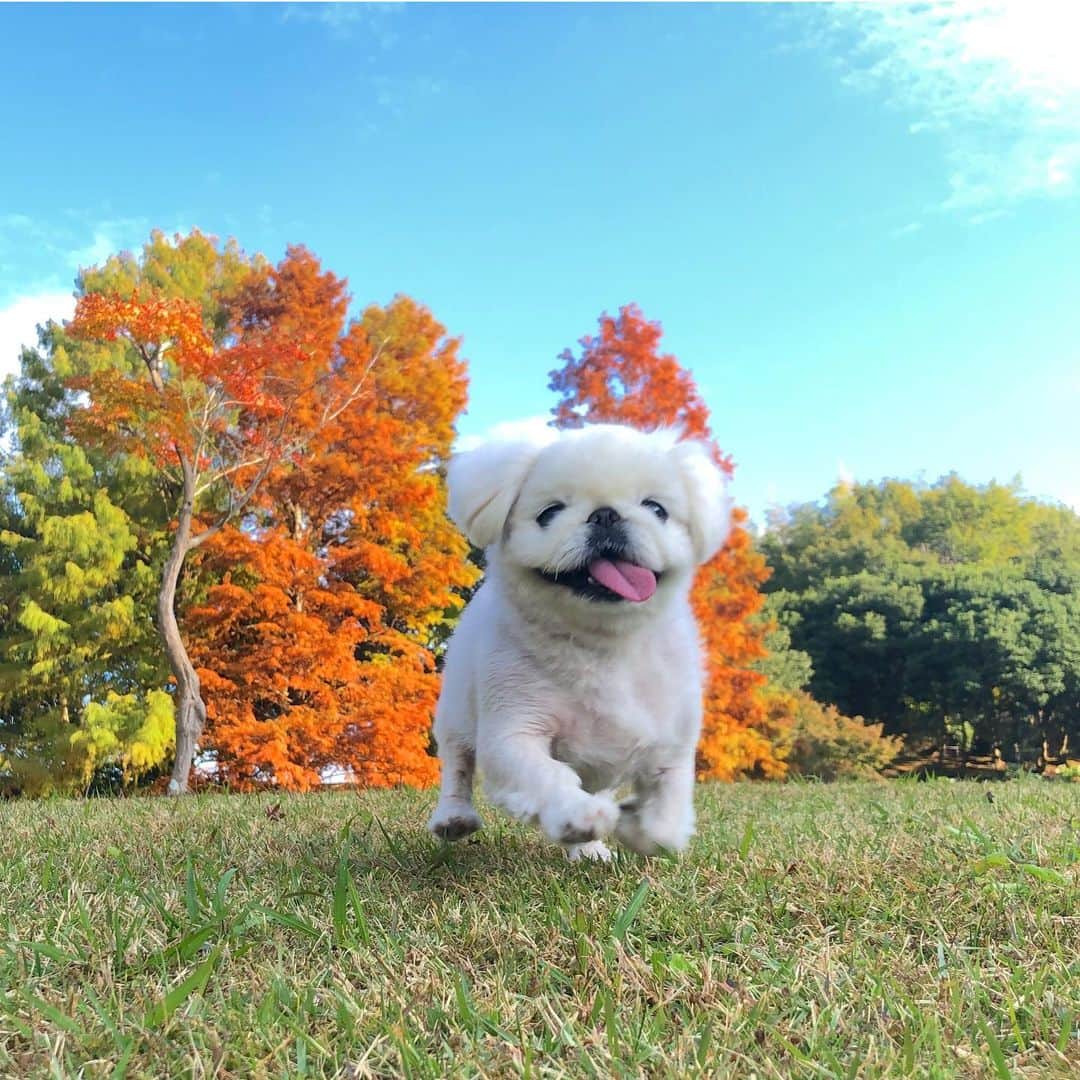 こなつのインスタグラム：「秋を感じてきたよーん🍂🌾🍁🍄🍇🧡」
